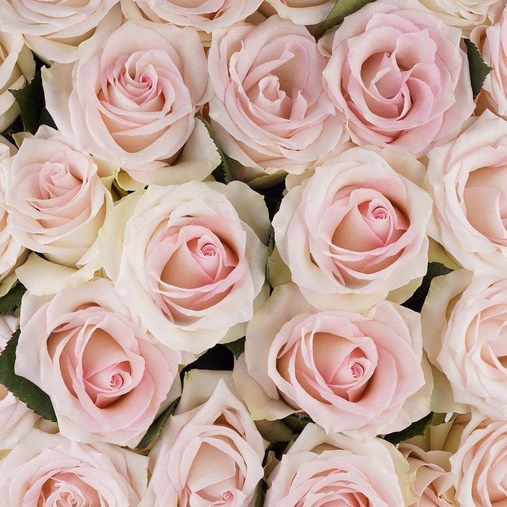 esmeralda-farms-rose-ragazza