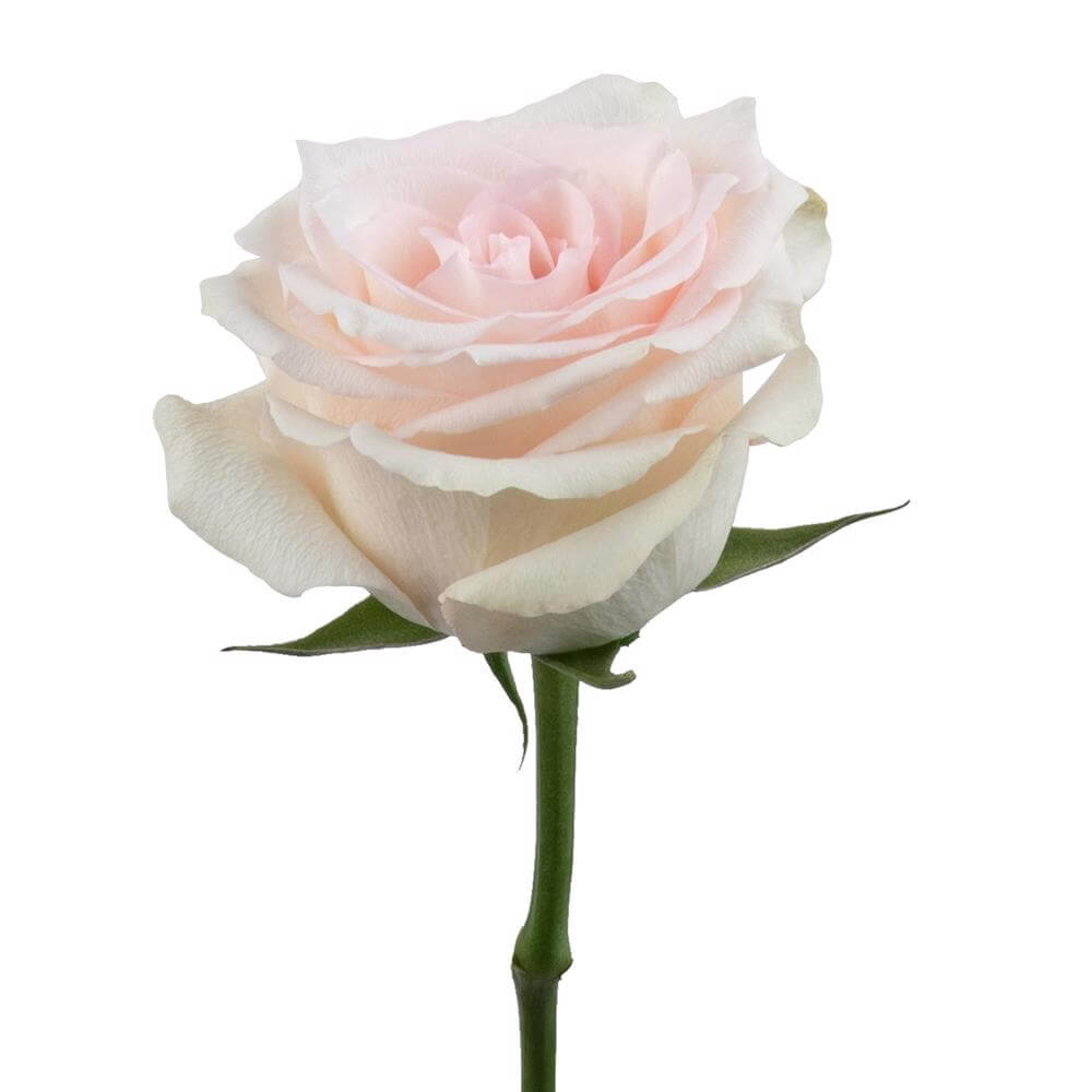 esmeralda-farms-rose-ragazza