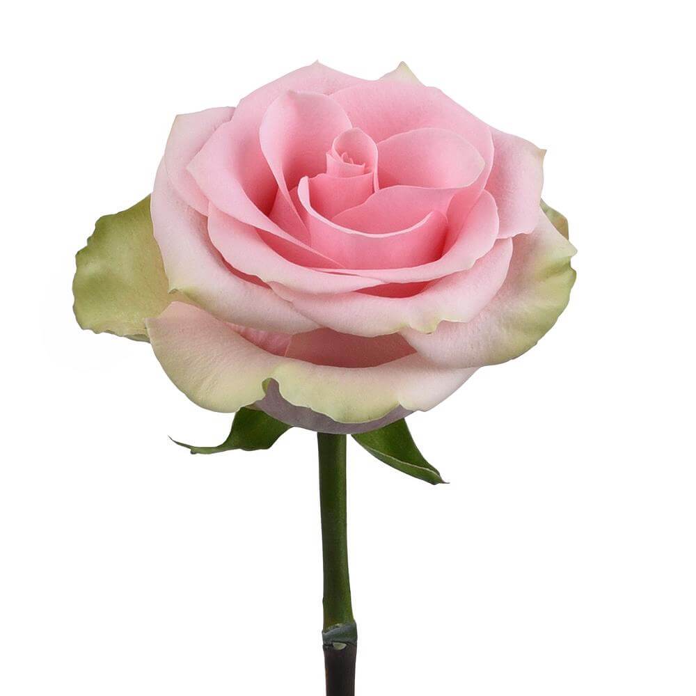 esmeralda-farms-rose-absolut-in-pink