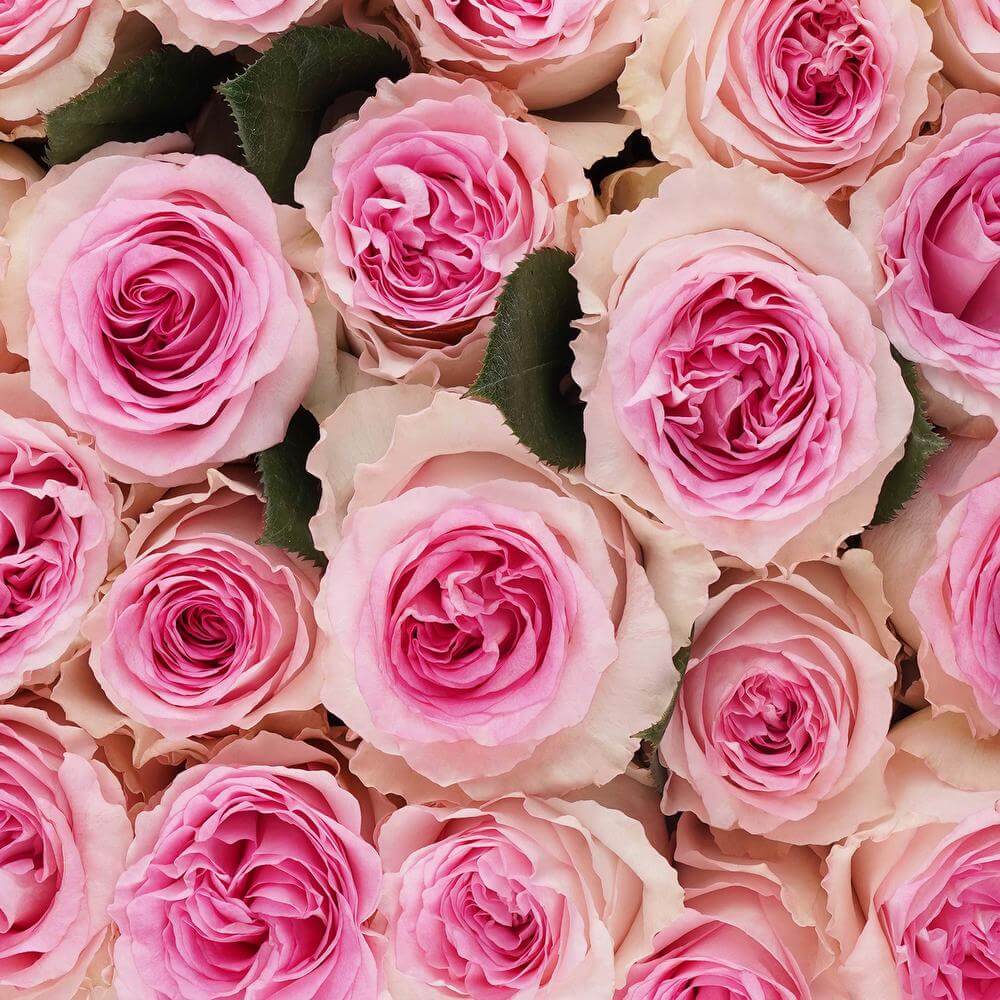 esmeralda-farms-rose-mandala