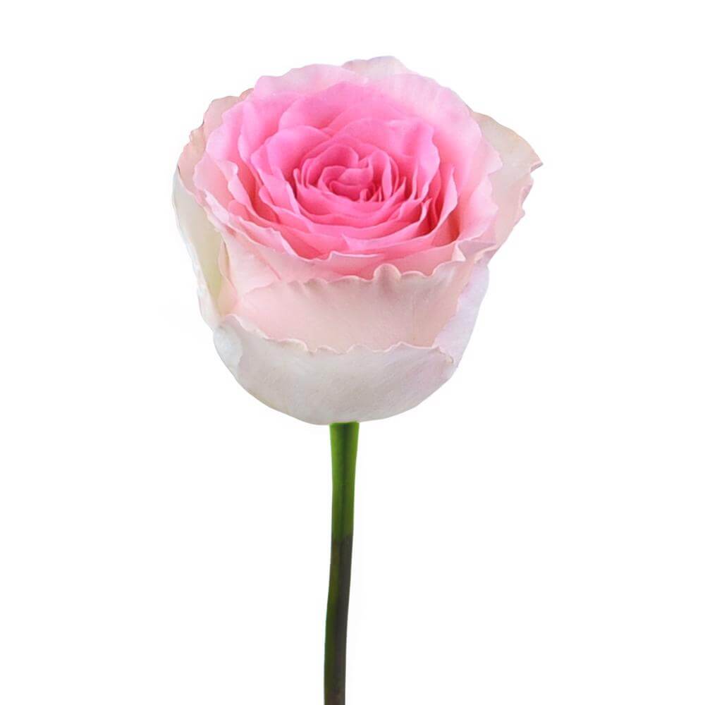 esmeralda-farms-rose-mandala