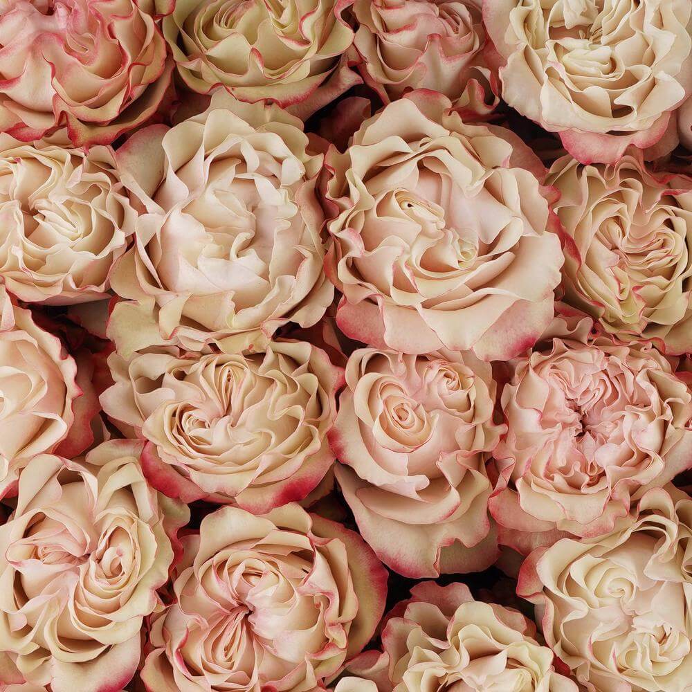 esmeralda-farms-rose-country-candy