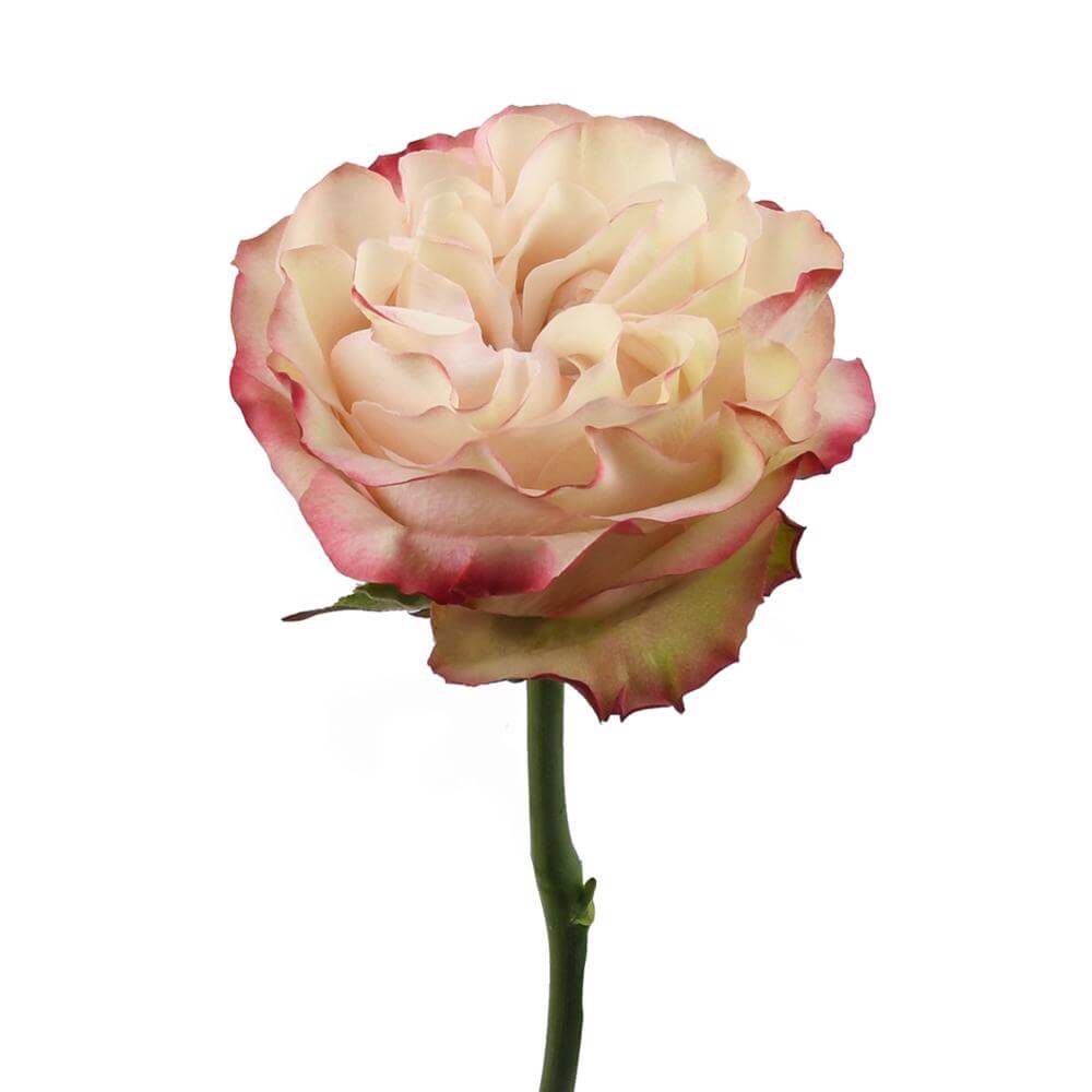 esmeralda-farms-rose-country-candy