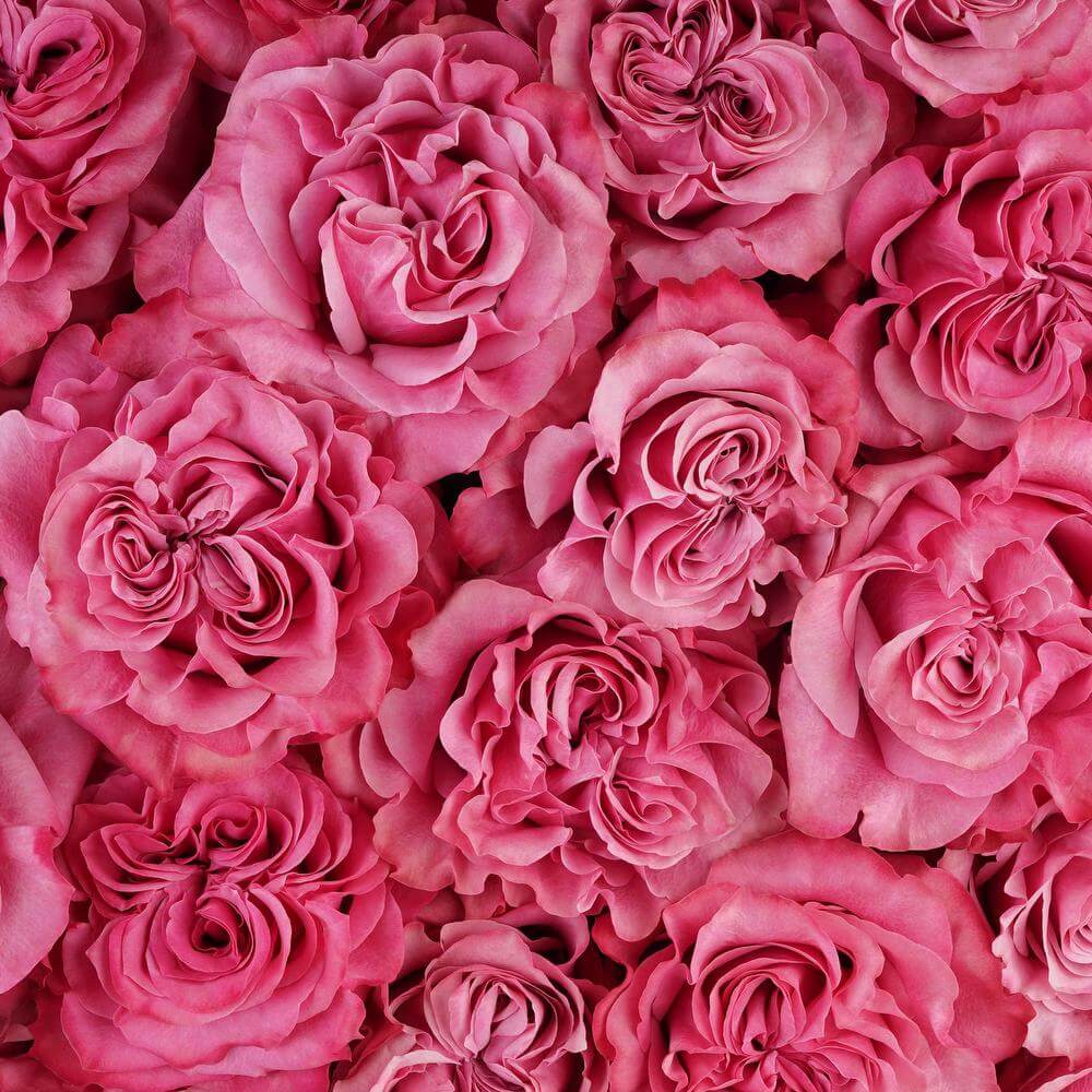 esmeralda-farms-rose-country-blues