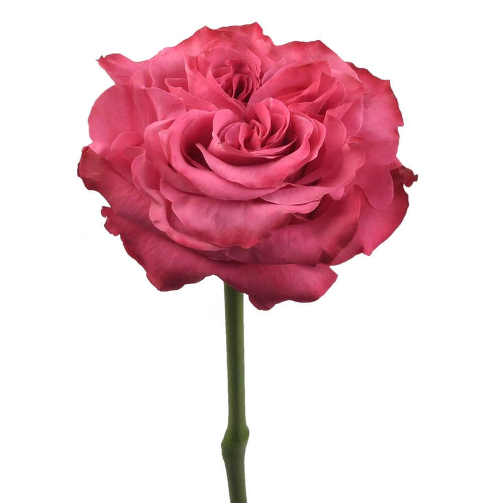 esmeralda-farms-rose-country-blues