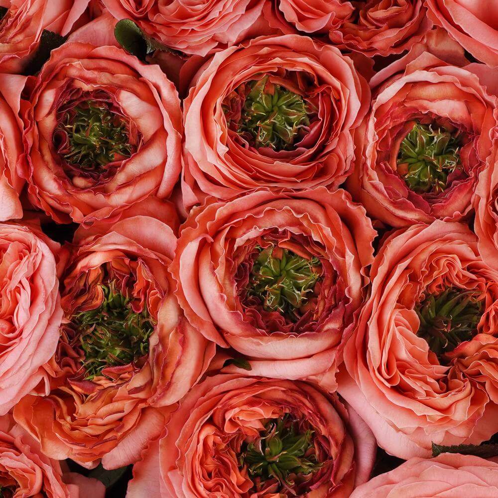 esmeralda-farms-rose-mandarin-xpression