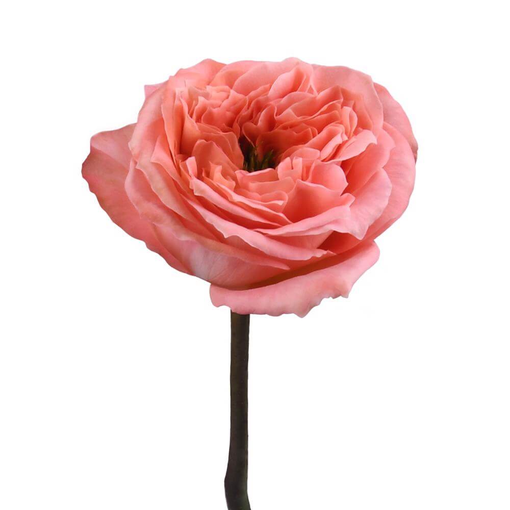 esmeralda-farms-rose-mandarin-xpression