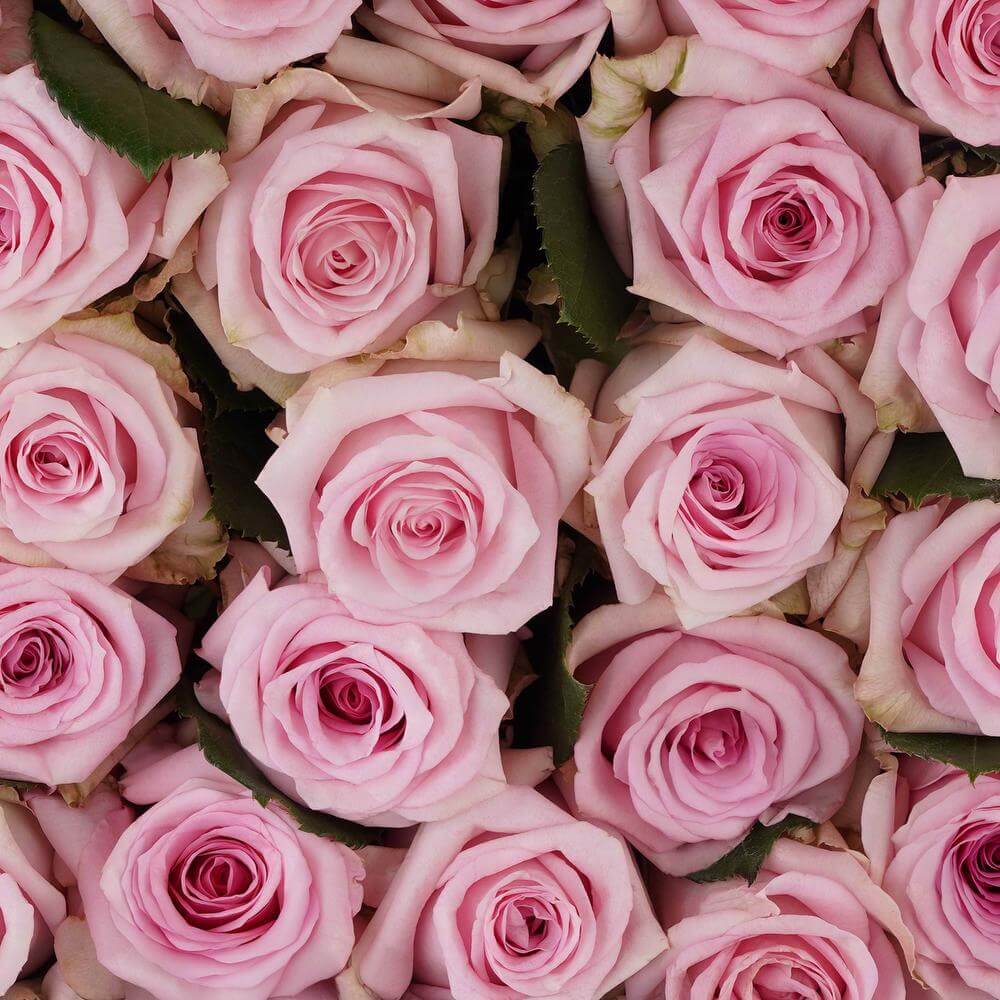 esmeralda-farms-rose-jessika