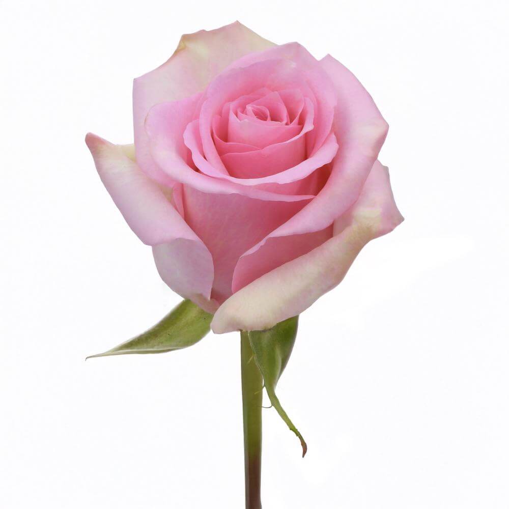 esmeralda-farms-rose-jessika