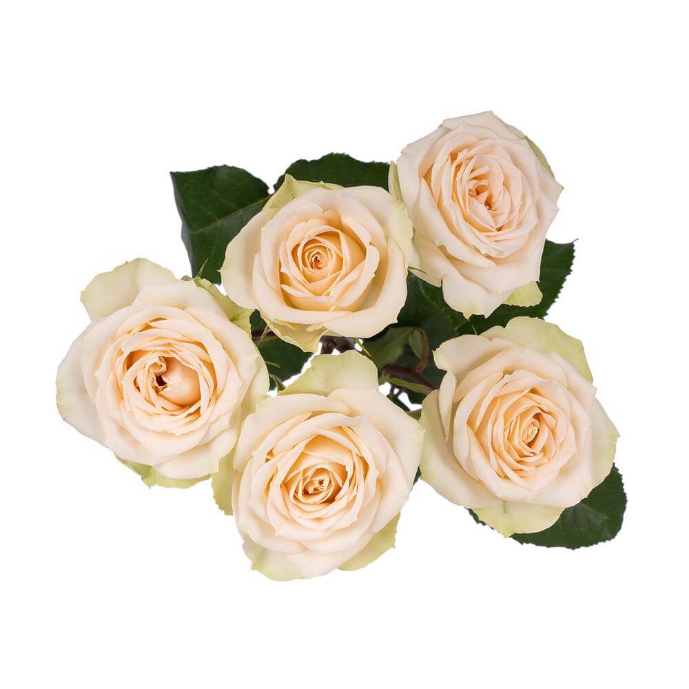esmeralda-farms-spray-rose-brilliant-stars-capricorn-2
