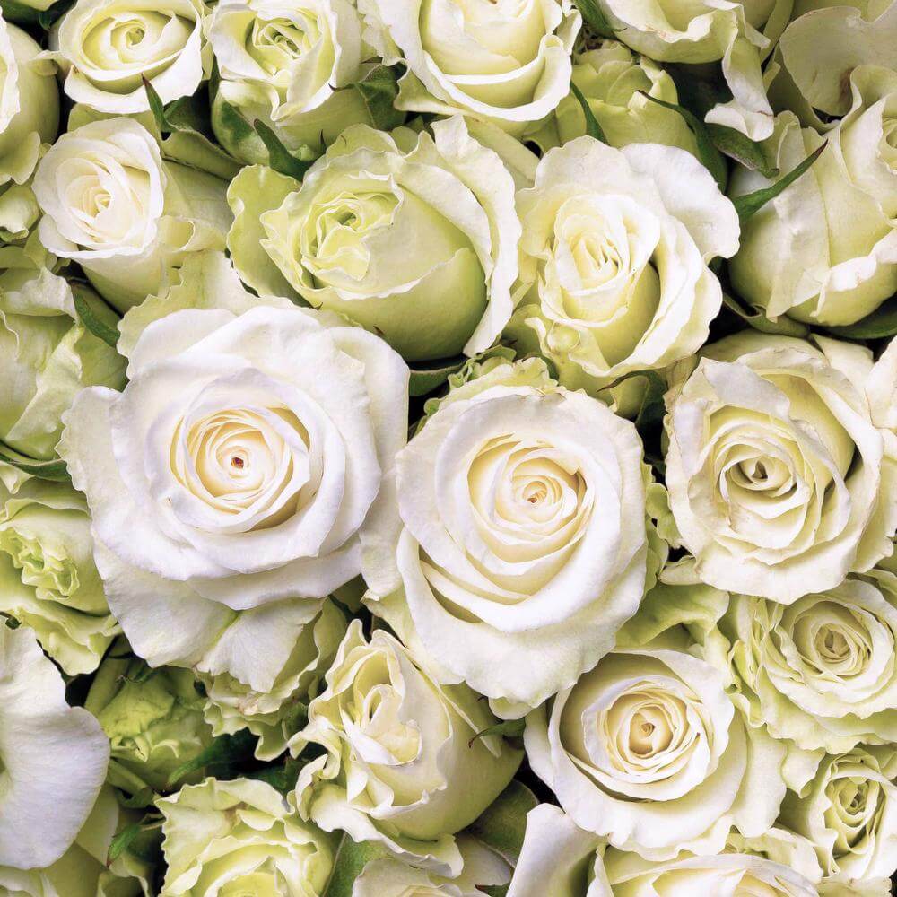 esmeralda-spray-rose-brilliant-stars-lyra-1