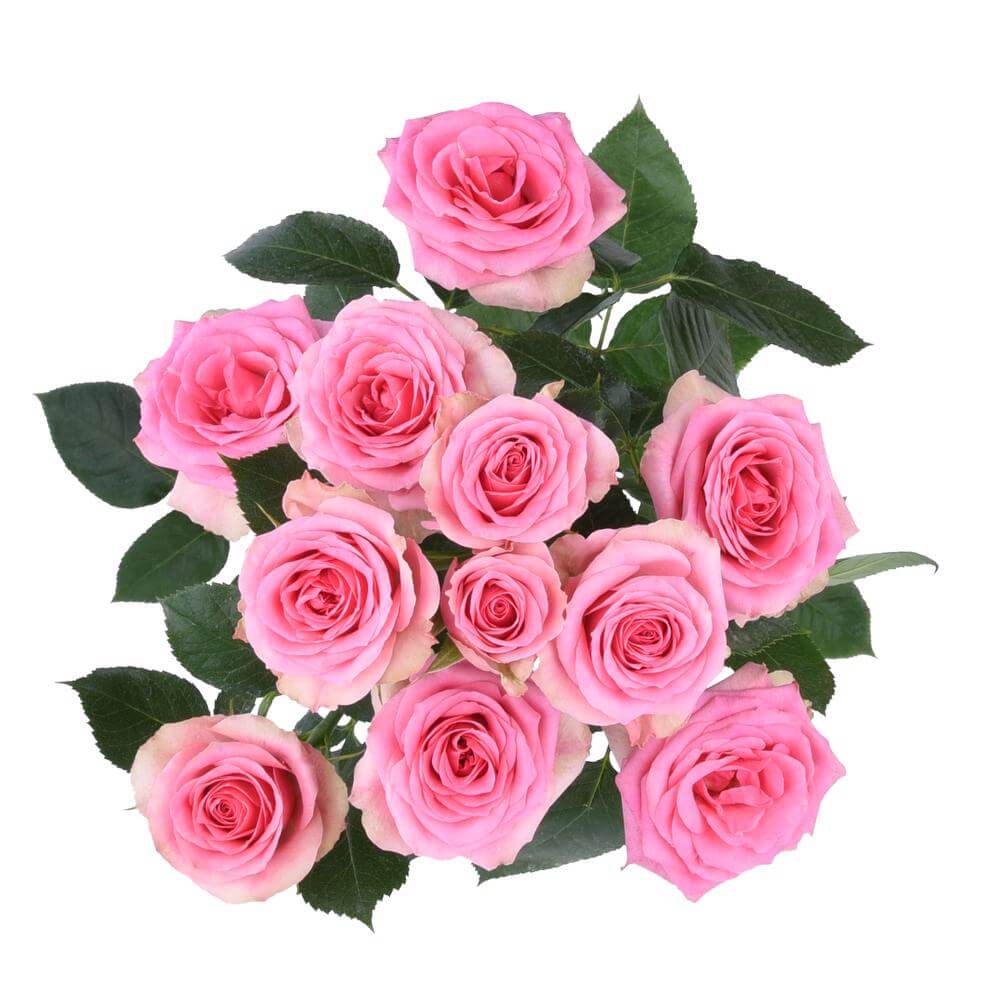 esmeralda-farms-spray-rose-brilliant-stars-bon-bon-2