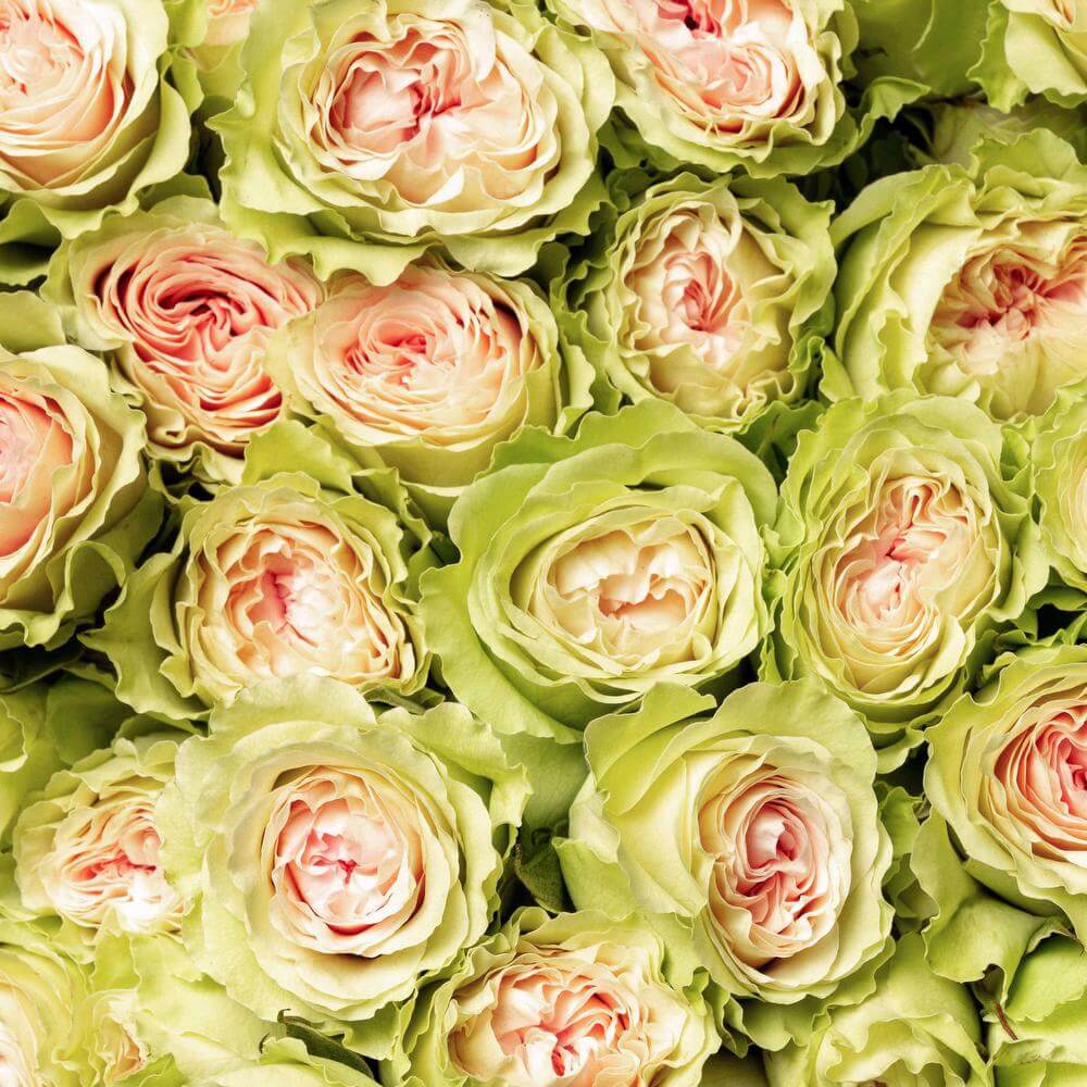 esmeralda-spray-rose-fibonacci-yantra-1