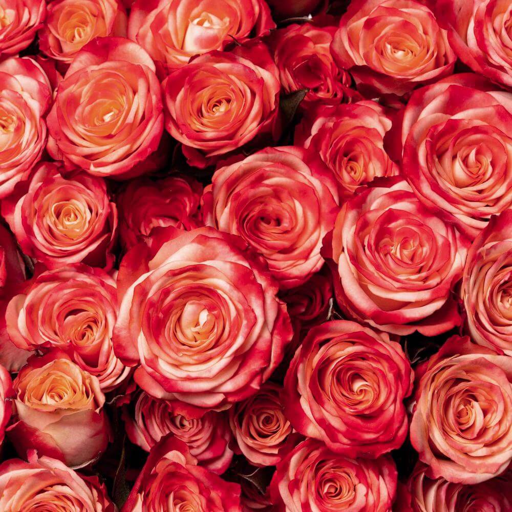 esmeralda-spray-rose-fibonacci-spiral-1