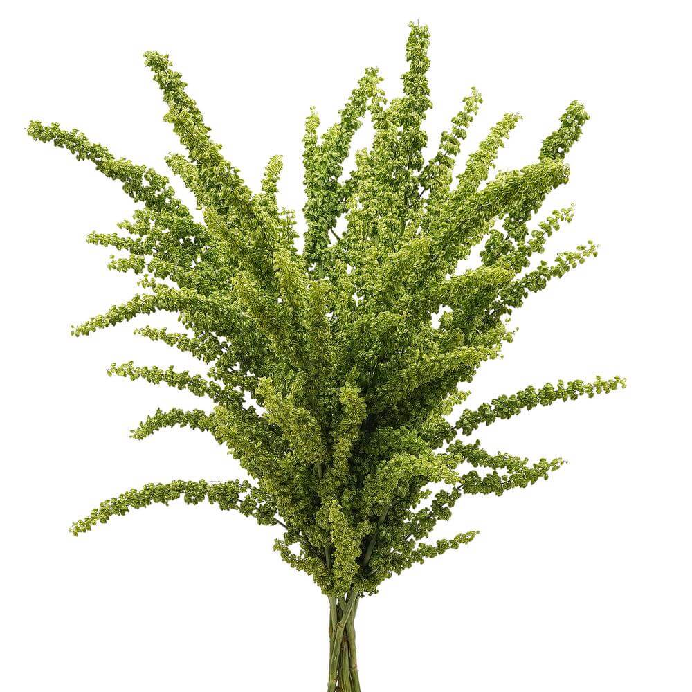 esmeralda-farms-rumex-unicorn-2