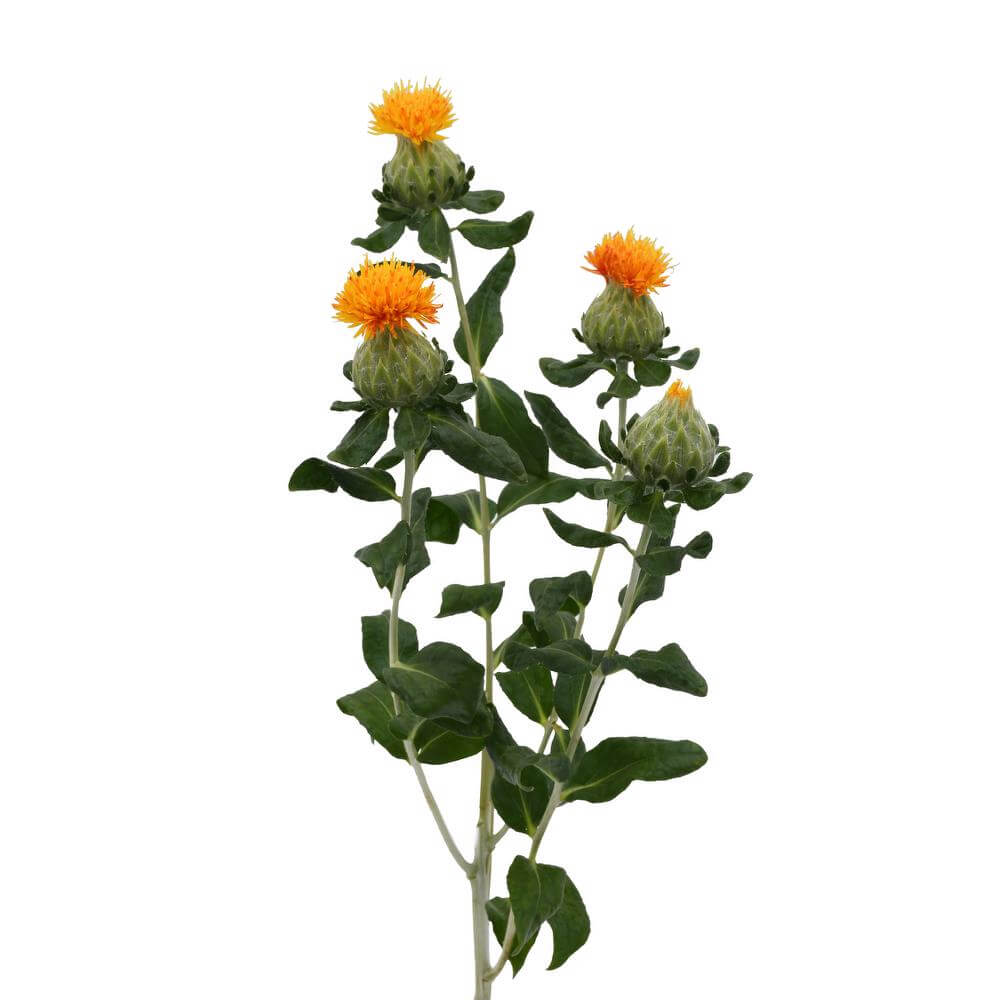 esmeralda-farms-carthamus-grenade-2