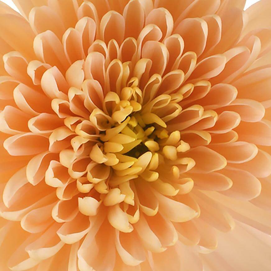 esmeralda-farms-cremon-dorothy-1