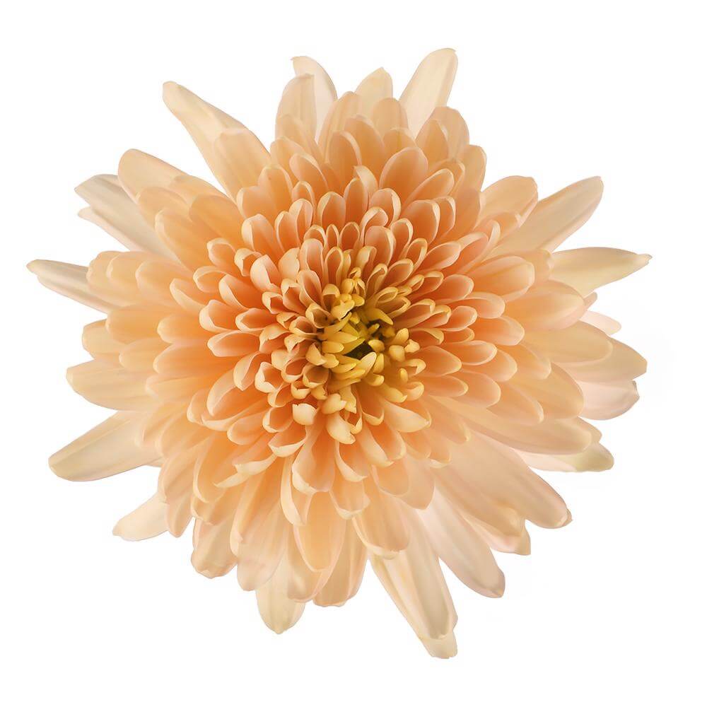 esmeralda-farms-cremon-dorothy-2