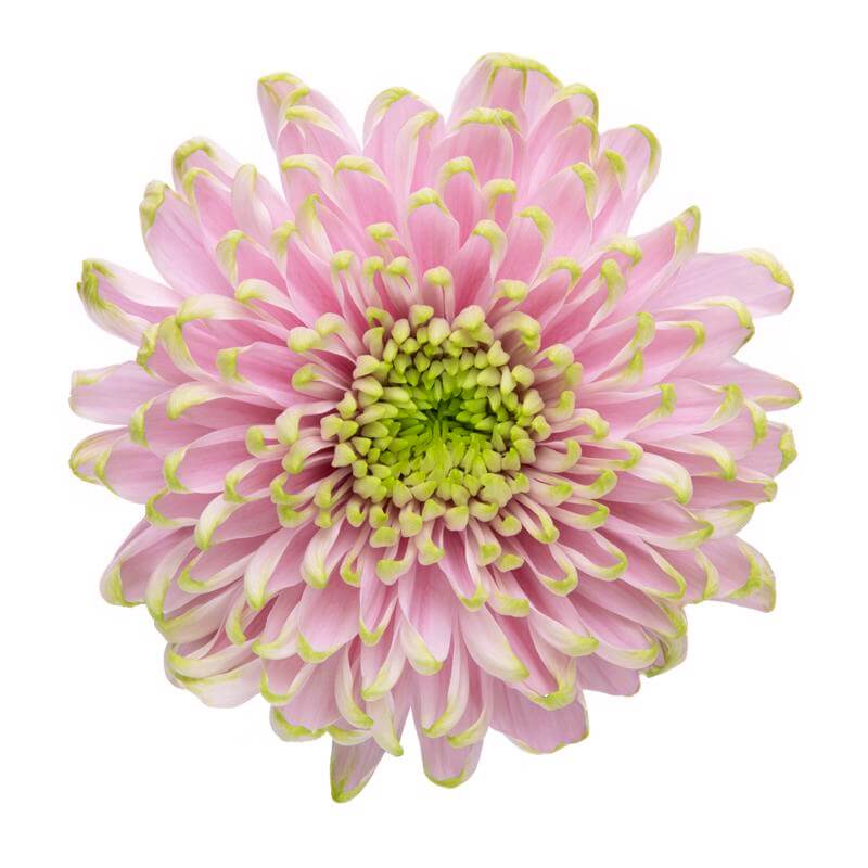 esmeralda-farms-rossano-charlotte-2