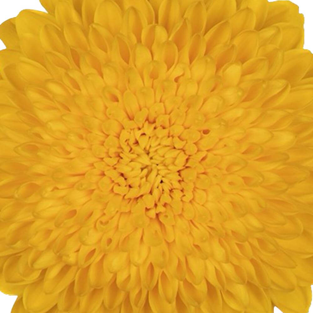 esmeralda-farms-cremon-yolk-1