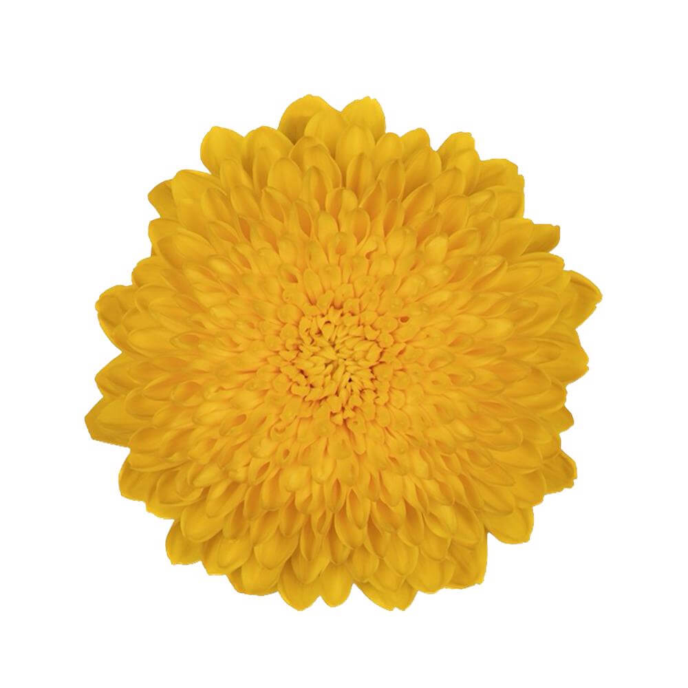 esmeralda-farms-cremon-yolk-2