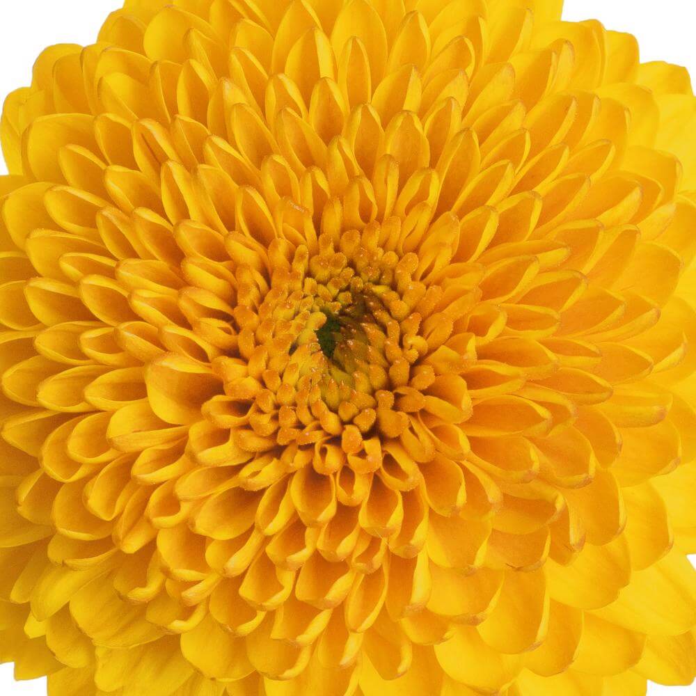 esmeralda-farms-disbud-ball-mum-paladov-1