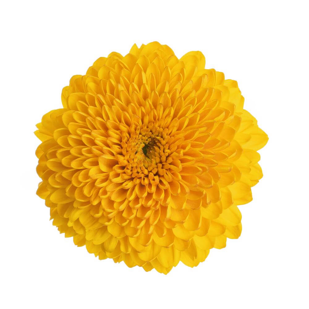 esmeralda-farms-disbud-ball-mum-paladov-2