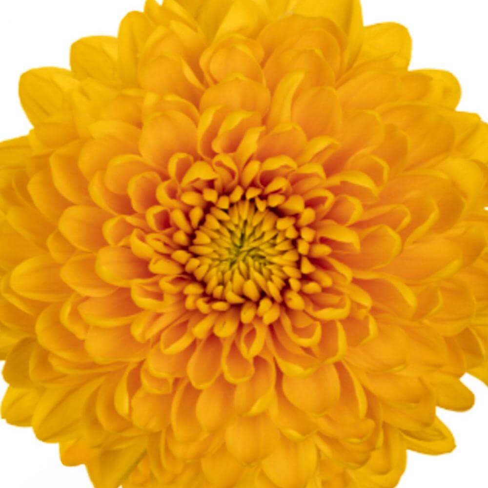 esmeralda-farms-disbud-jayz-1