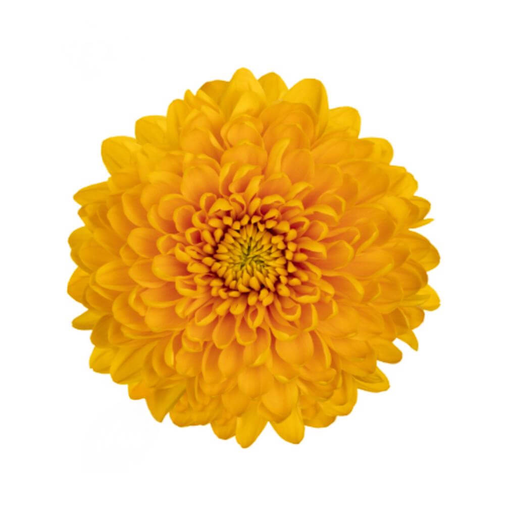 esmeralda-farms-disbud-jayz-2