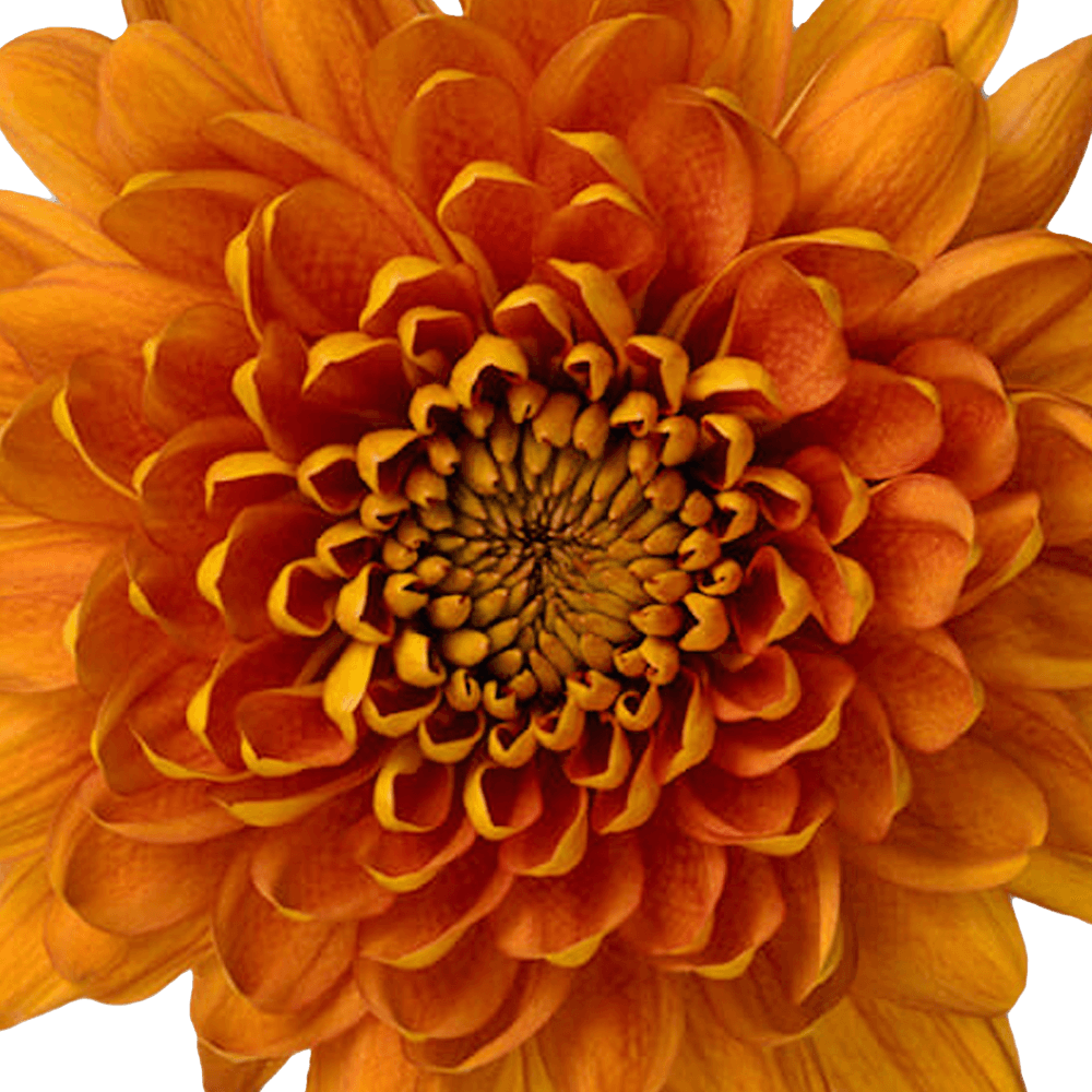 esmeralda-farms-disbud-bellavista-1