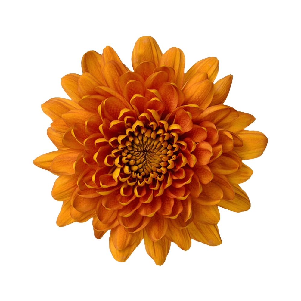 esmeralda-farms-disbud-bellavista-2