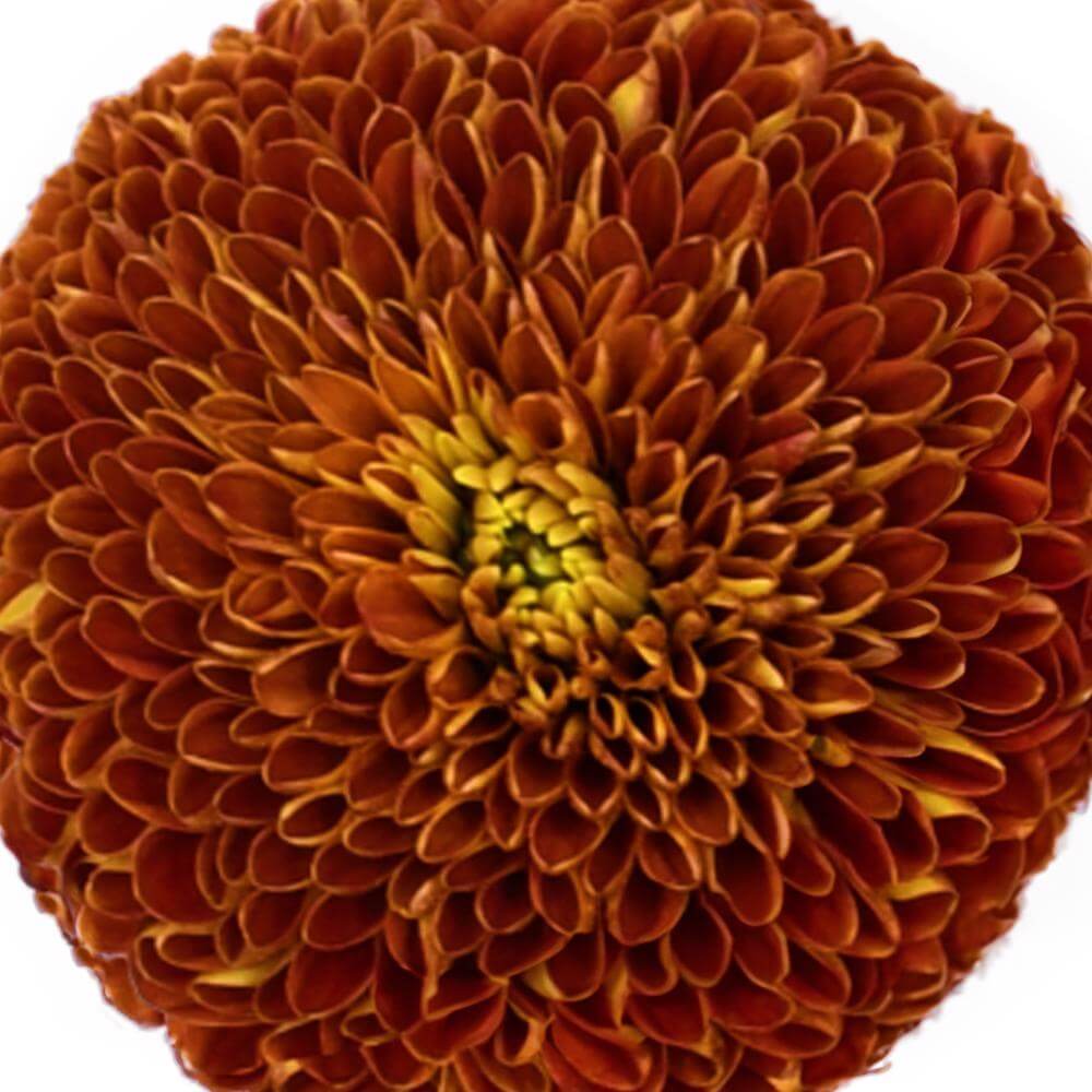 esmeralda-farms-disbud-ball-mum-cronos-1