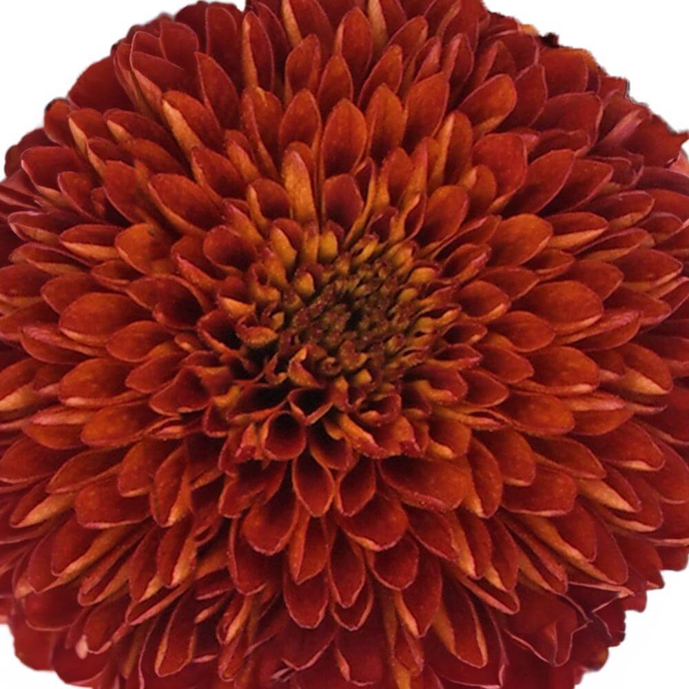 esmeralda-farms-disbud-ball-mum-paladov-dark-1