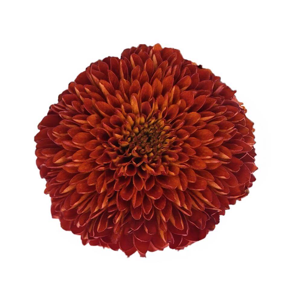 esmeralda-farms-disbud-ball-mum-paladov-dark-2