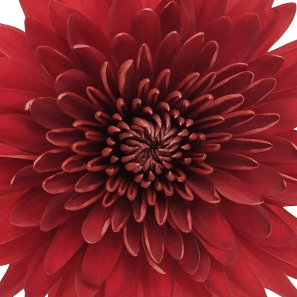 esmeralda-farms-disbud-rojo-1