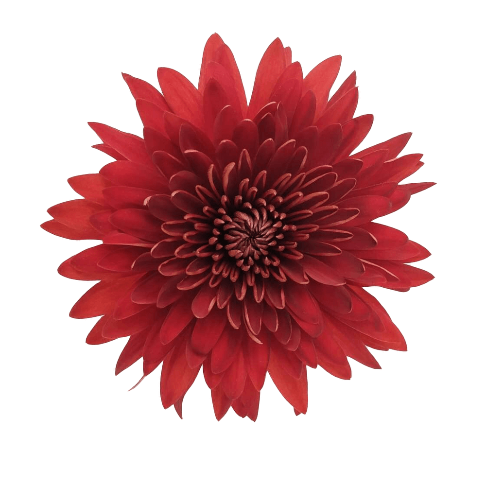 esmeralda-farms-disbud-rojo-2