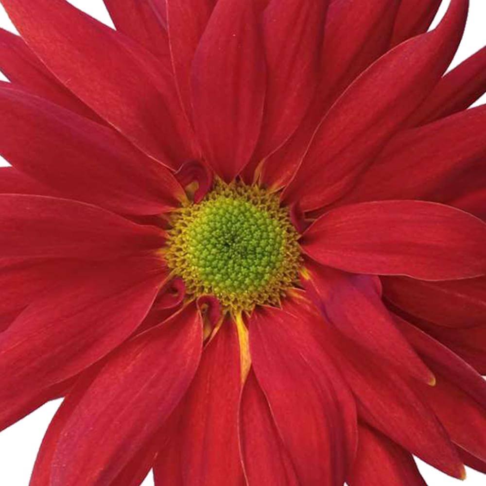 esmeralda-farms-disbud-fantail-1