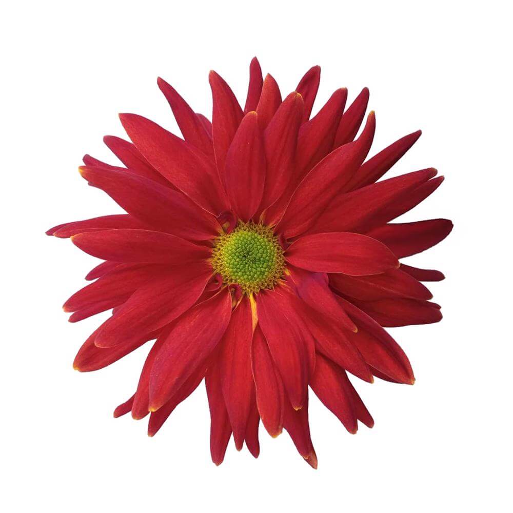 esmeralda-farms-disbud-fantail-2