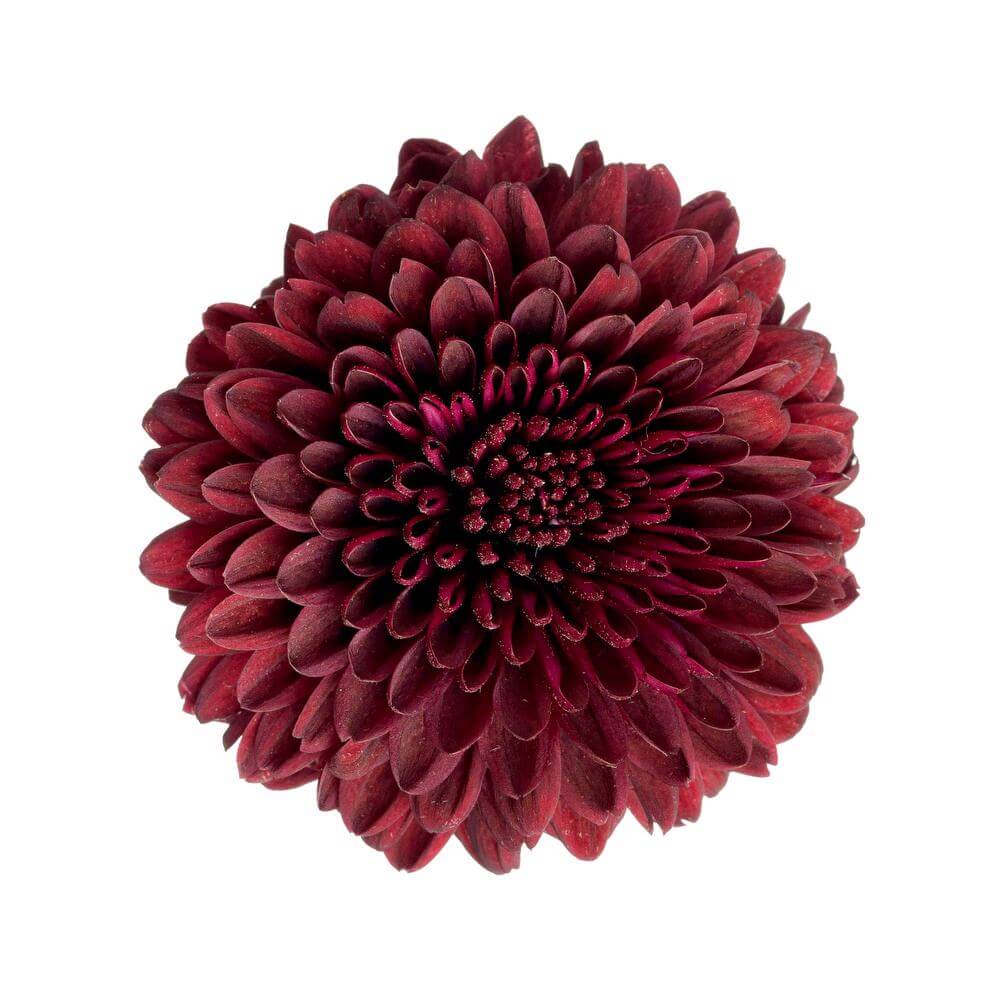 esmeralda-farms-cremon-ganache-esfera-2