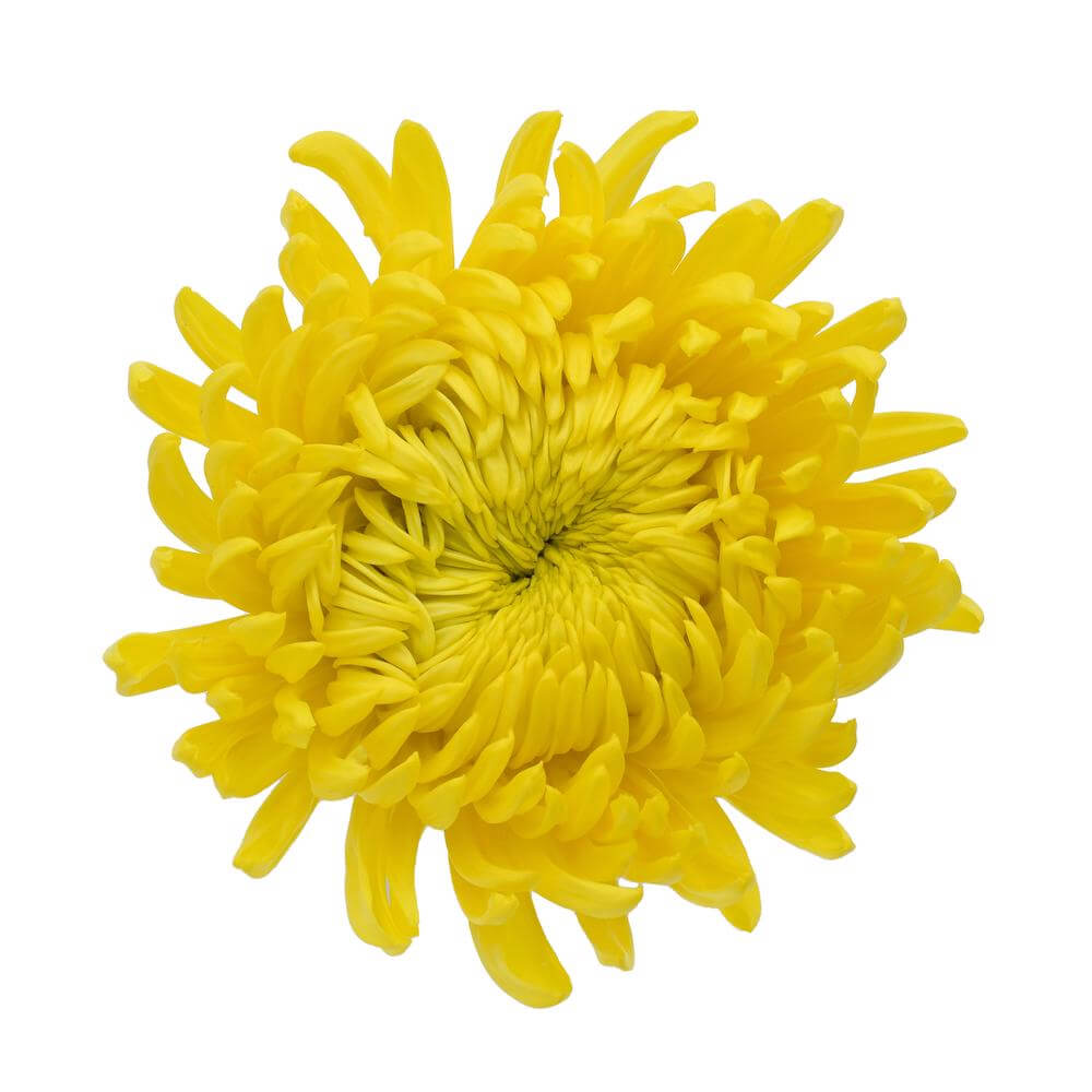 esmeralda-farms-disbud-astroid-2