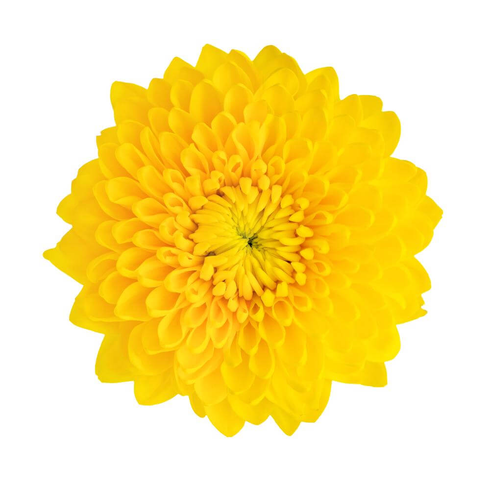 esmeralda-farms-disbud-totumo-2