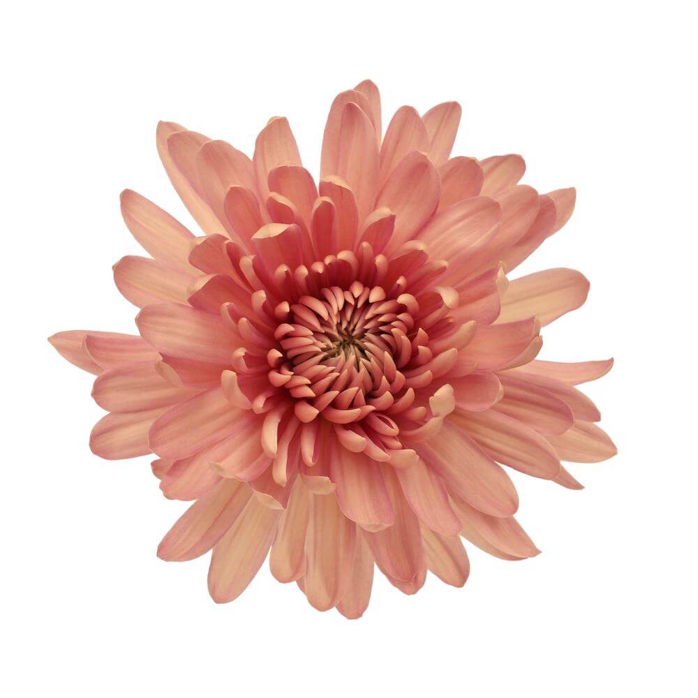 esmeralda-farms-disbud-linette-2