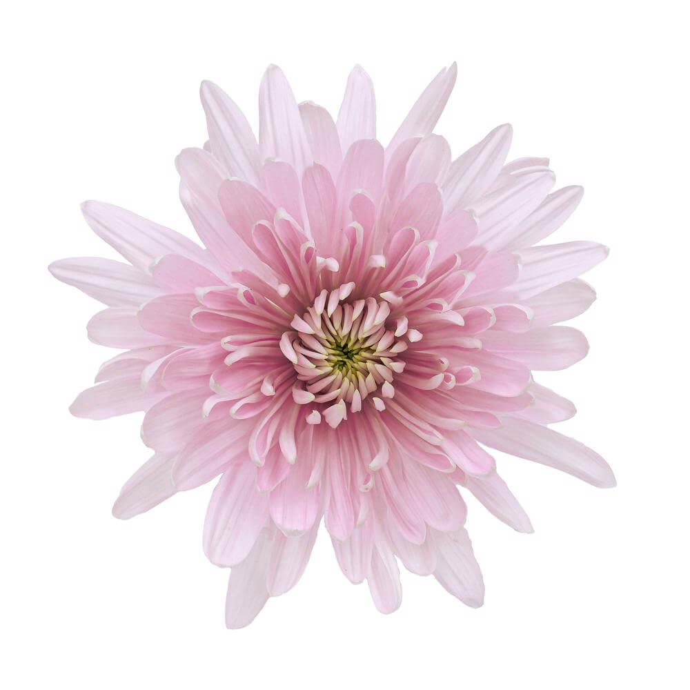 esmeralda-farms-disbud-candy-floss-1