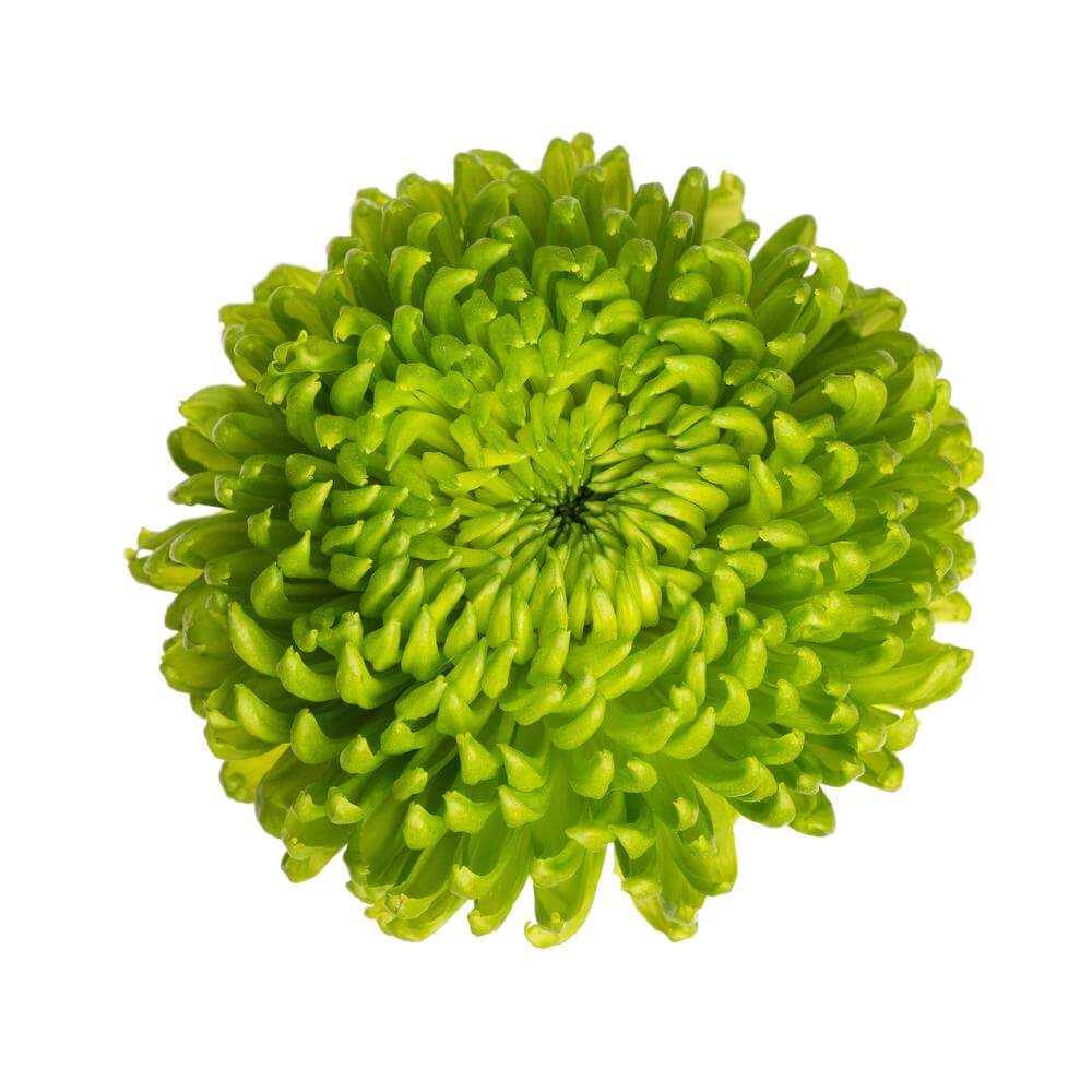 esmeralda-farms-disbud-alemani-esfera-2