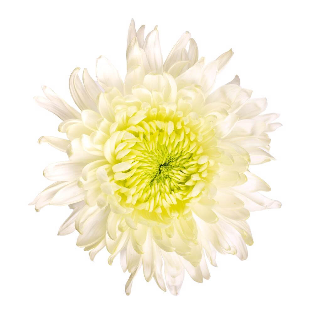 esmeralda-farms-football-mum-magnum-white-2