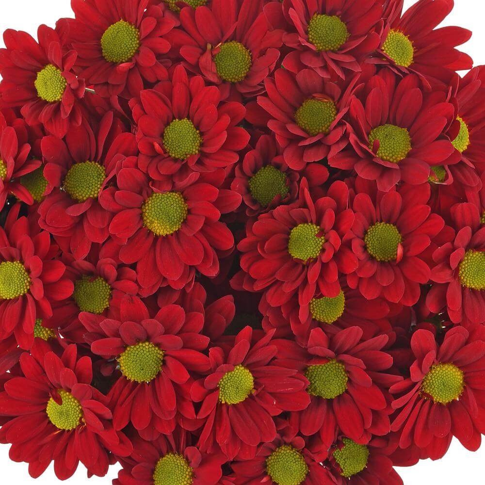 esmeralda-farms-pompon-daisy-valentino-red-1