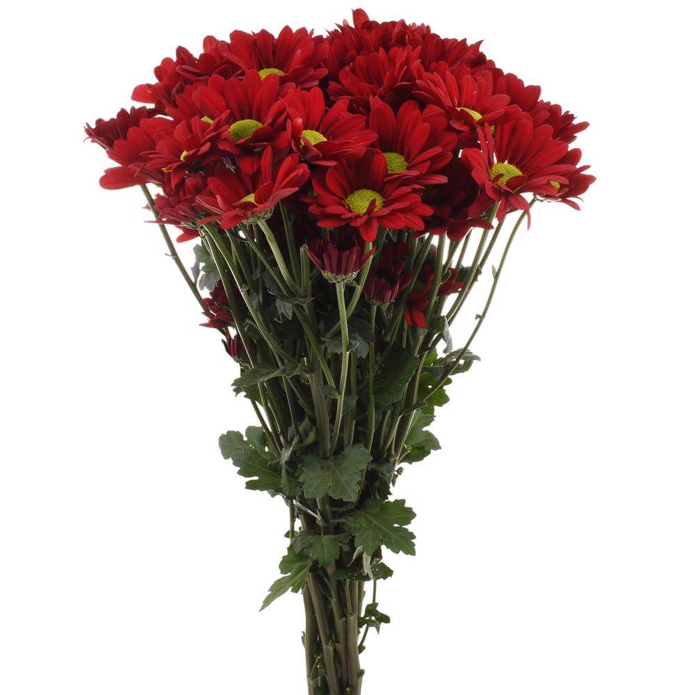 esmeralda-farms-pompon-daisy-valentino-red-2