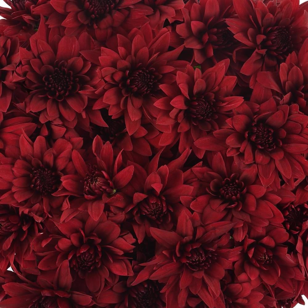 esmeralda-farms-pompon-cushion-testarossa-red-1