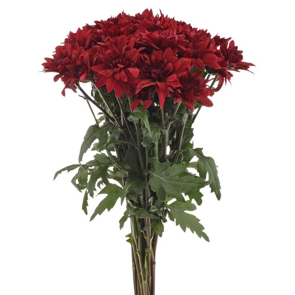 esmeralda-farms-pompon-cushion-testarossa-red-2