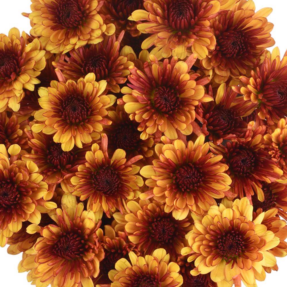 esmeralda-farms-pompon-cushion-prinz-1